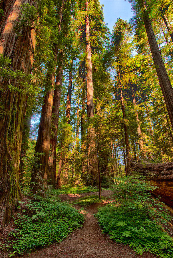 Tall Warriors - California Redwoods I Photograph by Dan Carmichael