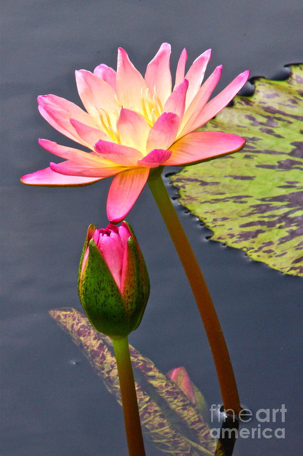 Tall Waterlily Beauty Photograph by Byron Varvarigos