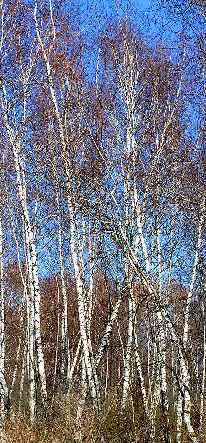 Tall White Birches Photograph by Anne Cameron Cutri