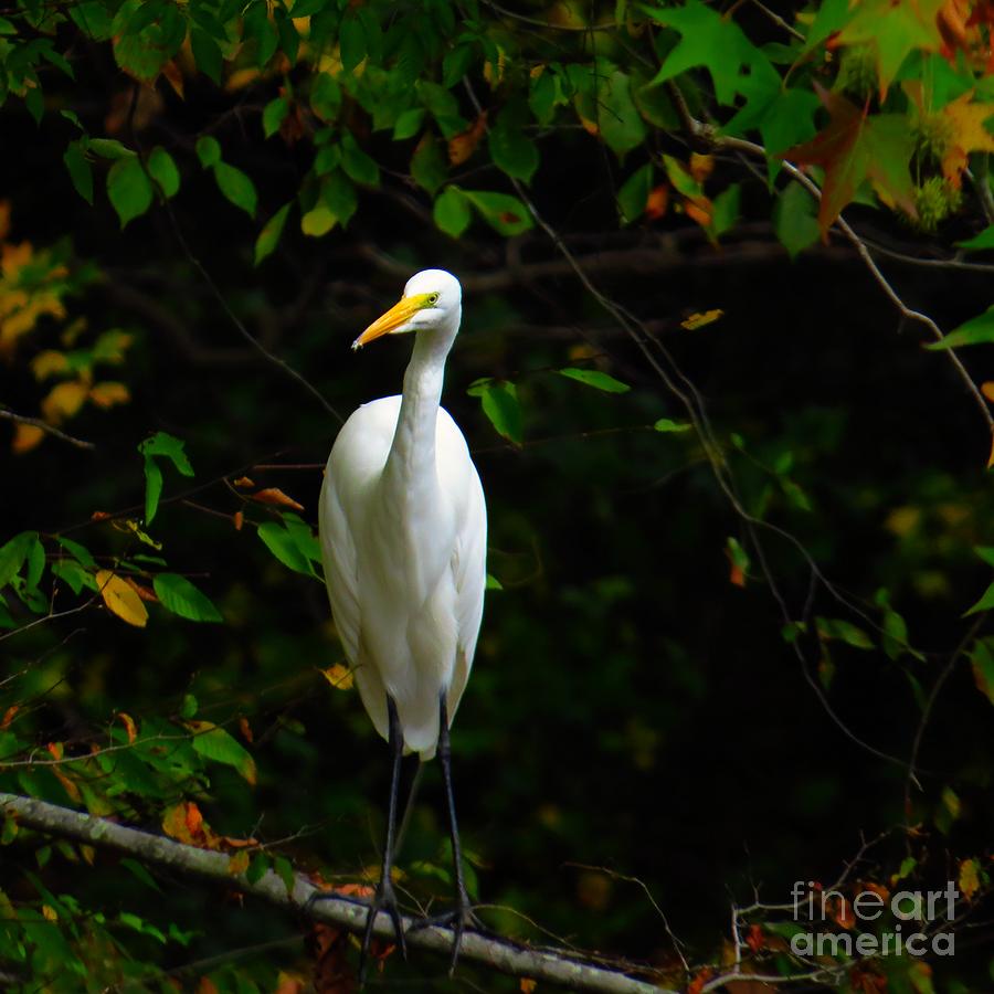 Tall White Bird Photograph by Scott Cameron