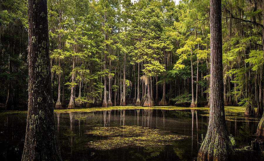 Tallahassee Cypress Swamp Photograph by Mike Wëwerka