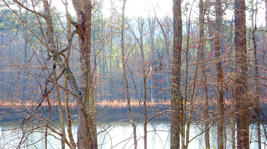 Tree Photograph - Tallapoosa by Keith May Tree Photograph - Tallapoosa by Keith May