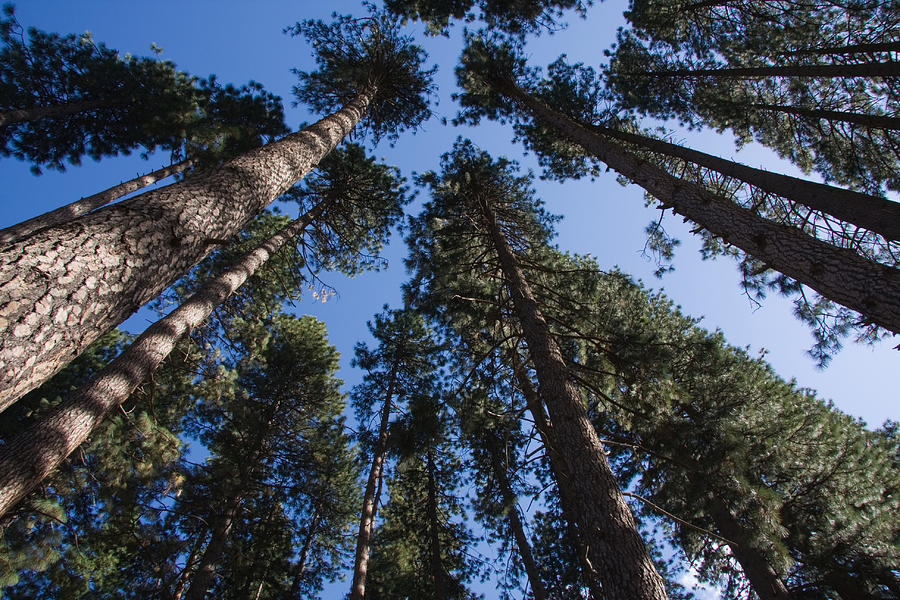 Talls trees Yosemite National Park Photograph by Sue Leonard