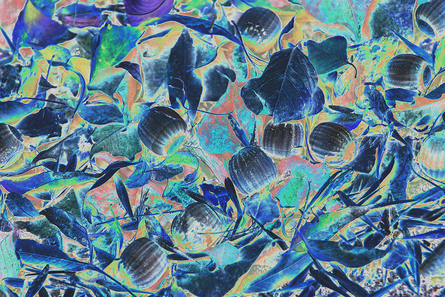 Tree Digital Art - Talo Tree Leaves and Nuts Inversed Color by Linda Phelps