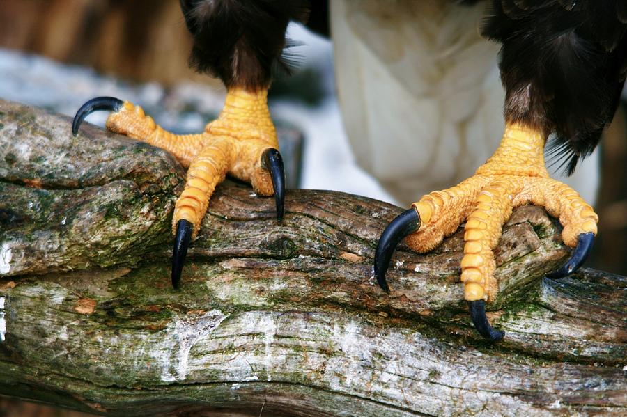 Talons Photograph by Karen Jones - Fine Art America