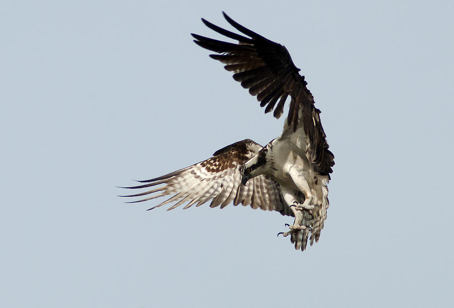 Talons Photograph by Norman Johnson - Fine Art America