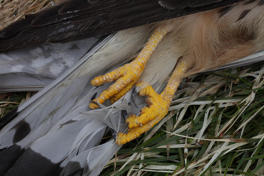 Talons of a dead Common Kestrel Photograph by Ulrich Kunst And Bettina Scheidulin
