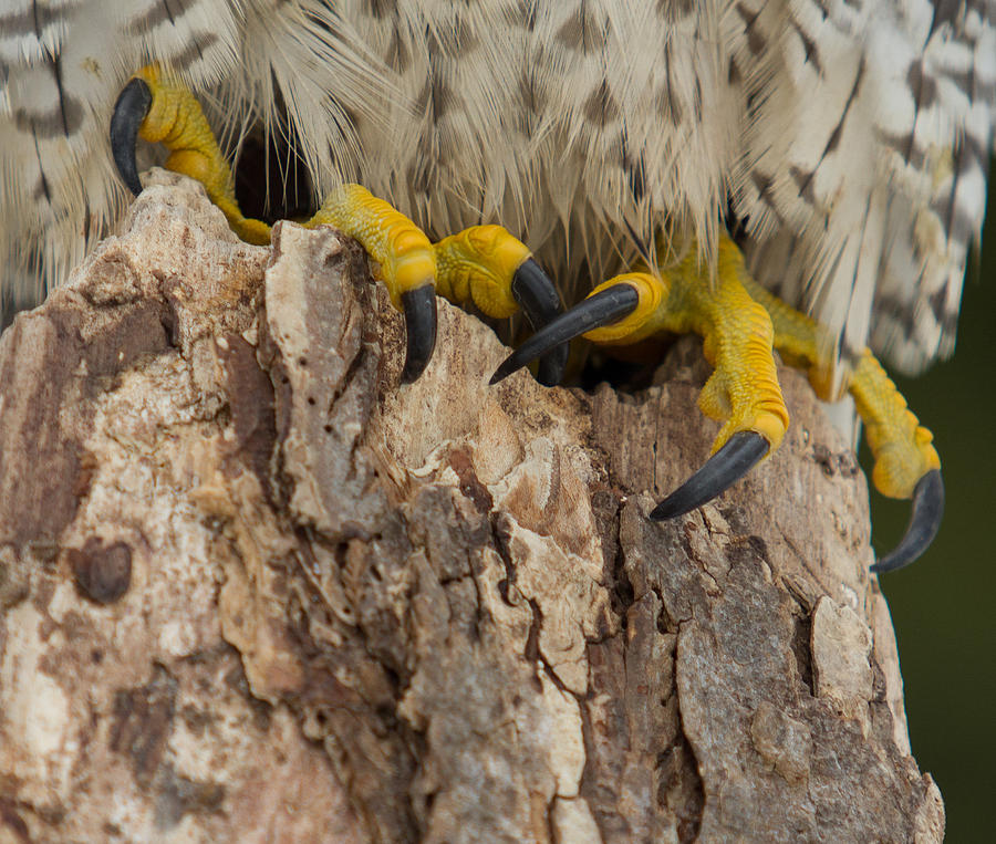 Talons Photograph by Simon Jones - Fine Art America