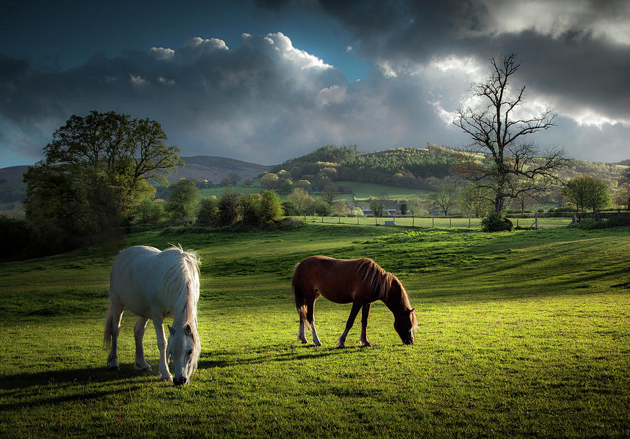 Talybont Ponies Photograph by Land And Light