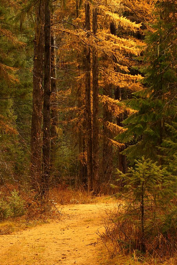 Tamarack Glow Photograph by Loni Collins