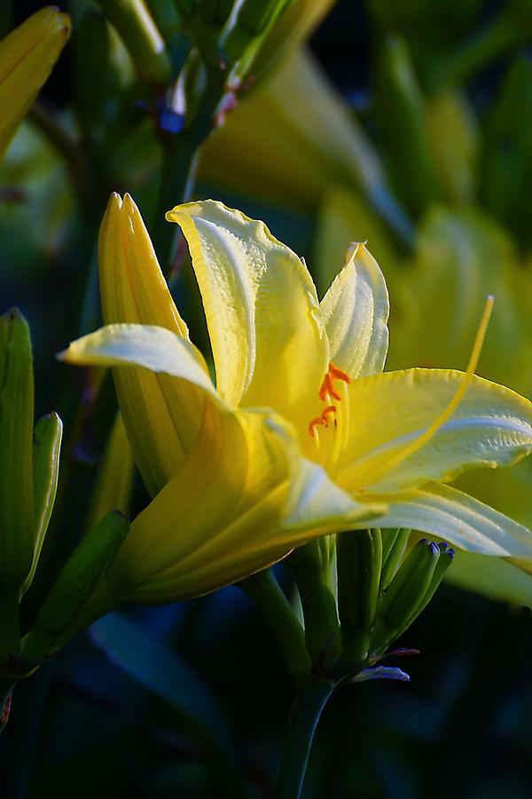 Tamara's Lily Photograph by Beth Akerman