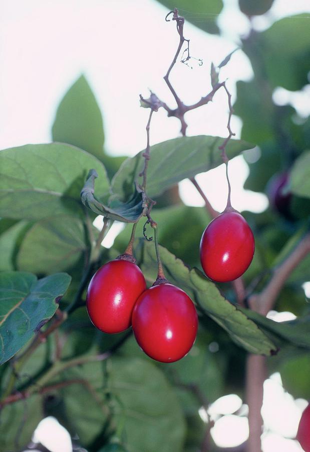 Tamarillo Fruit (cyphomandra Betacea) Photograph by Irene Windridge/science Photo Library