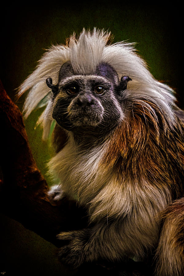 Tamarin Photograph by Chris Lord