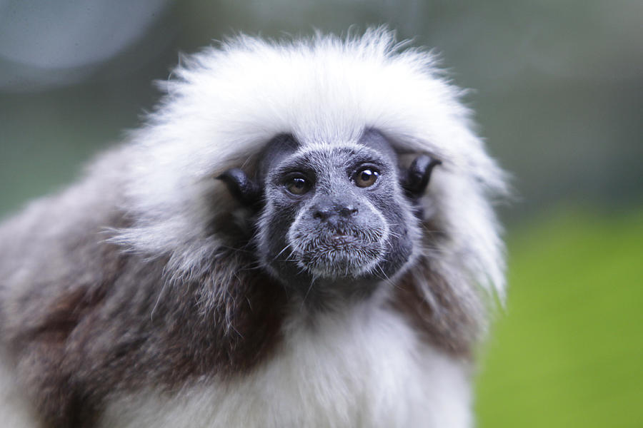 Tamarins Face Photograph by Shoal Hollingsworth