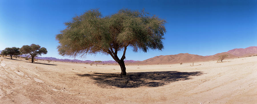 Tamarisk Tree (tamarix Sp.) Photograph by Sinclair Stammers/science Photo Library