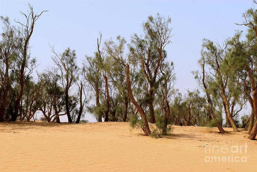 Tree Photograph - Tamarix trees on sand dune  by Dan Yeger
