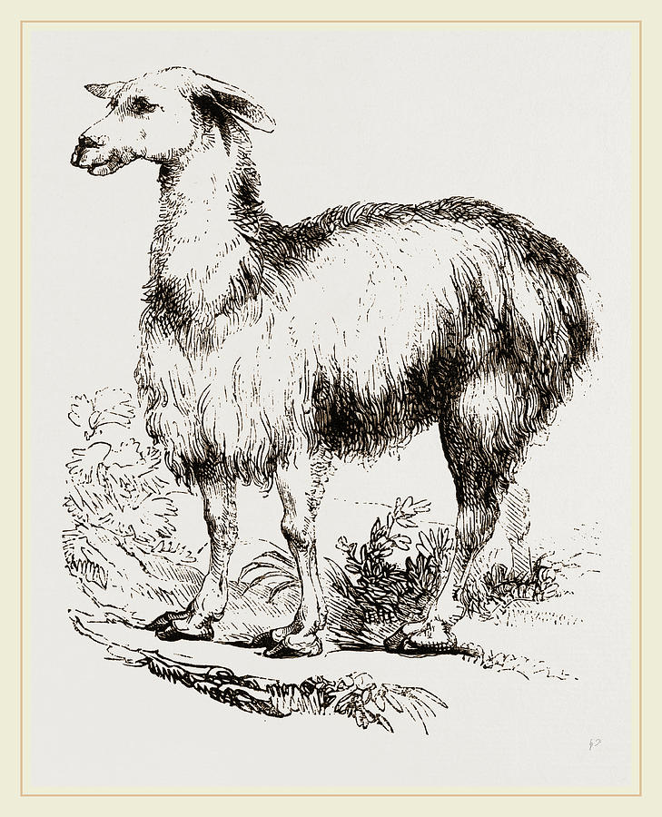 Nature Drawing - Tame Llama White by Litz Collection