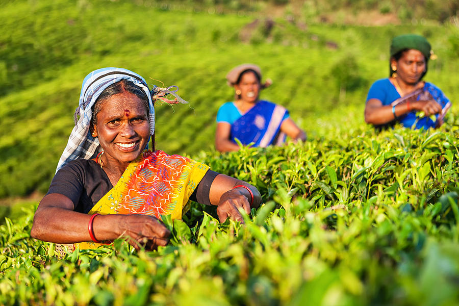 Tamil pickers collecting tea leaves on plantation, Southern India Photograph by Hadynyah