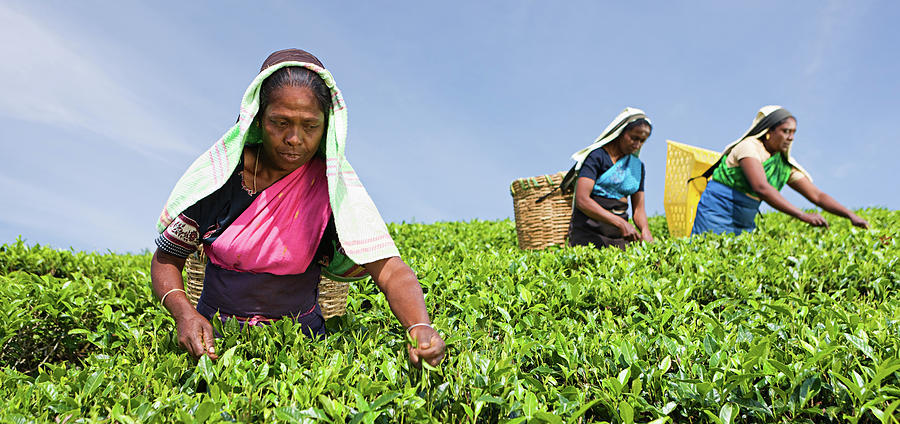 Tamil Pickers Plucking Tea Leaves On Photograph by Hadynyah