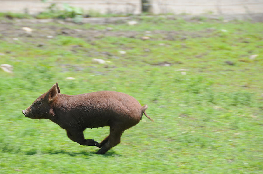 Tamworth Piglet Running Photograph by Bonnie Sue Rauch