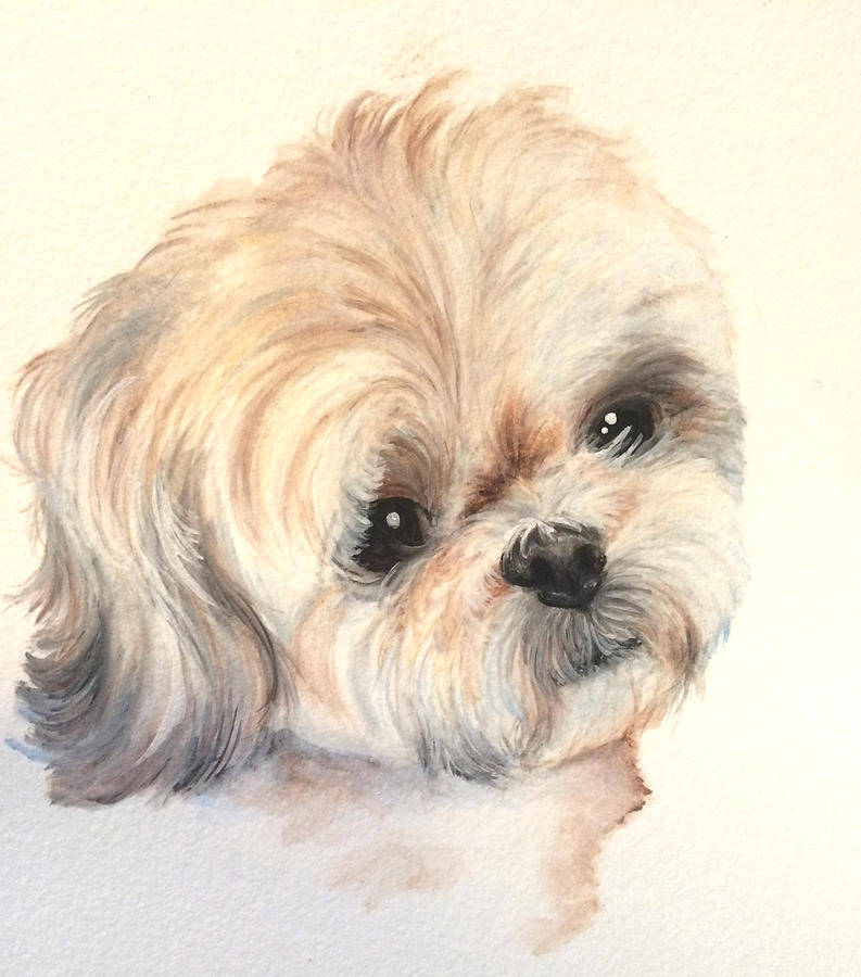 Tan And White Shih Tuz Portriat Painting By Stephanie Arbore - Fine Art 