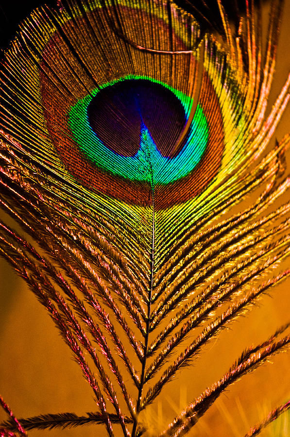Tan Feather Photograph by Adria Trail