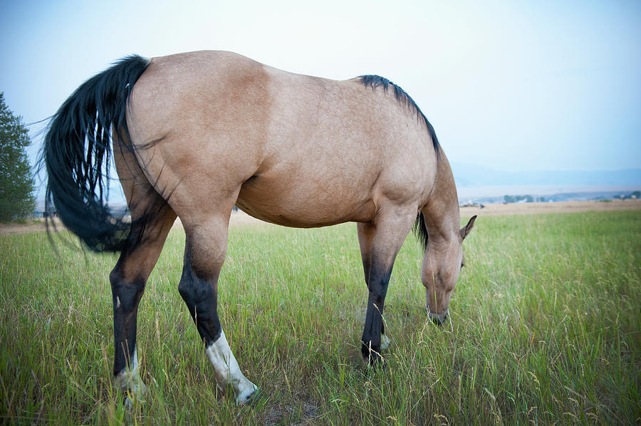 Tan Horse Grazing On A Gray Day Photograph by Stephen Simpson