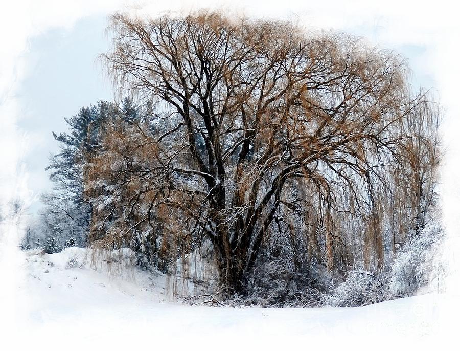 Tan In Winter Photograph by Marcia Lee Jones