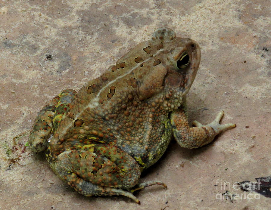 Tan Toad Photograph by Joshua Bales - Fine Art America