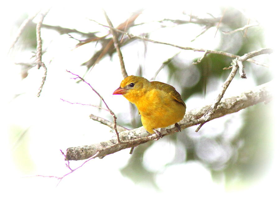 Tanager - 4296-002-SITE Photograph by Travis Truelove