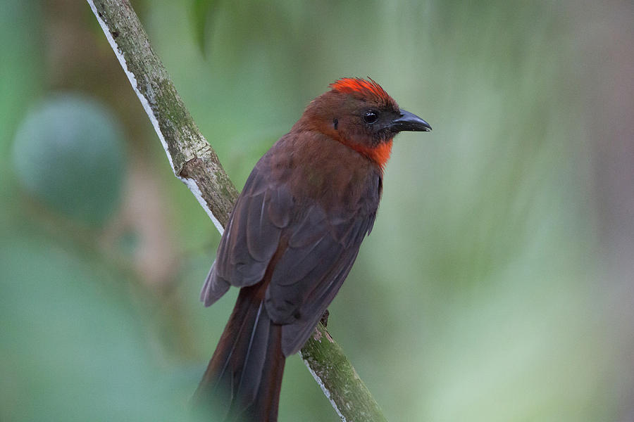 Tanager Bird Photograph by Mark Gottlieb - Fine Art America