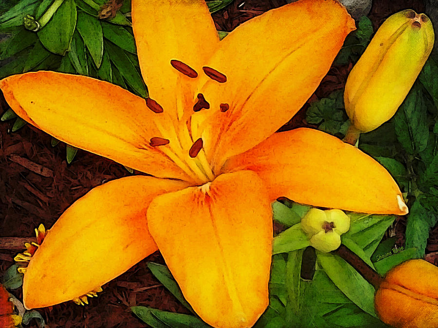 Tangerine Asiatic Lily Photograph by Shawna Rowe