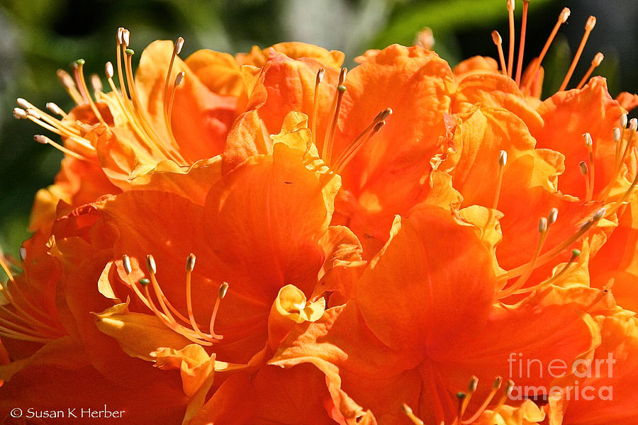 Tangerine Azalea Photograph by Susan Herber