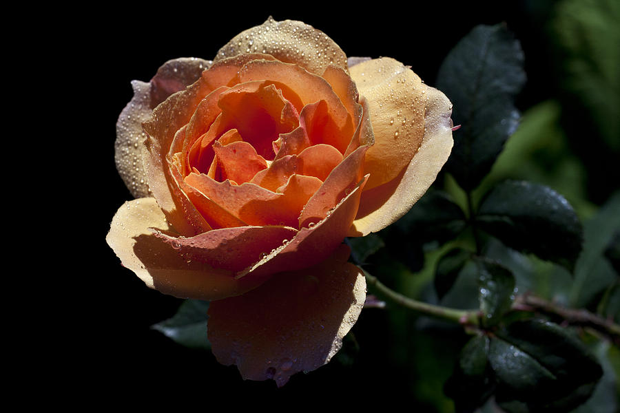 Rose Photograph - Tangerine by Doug Norkum