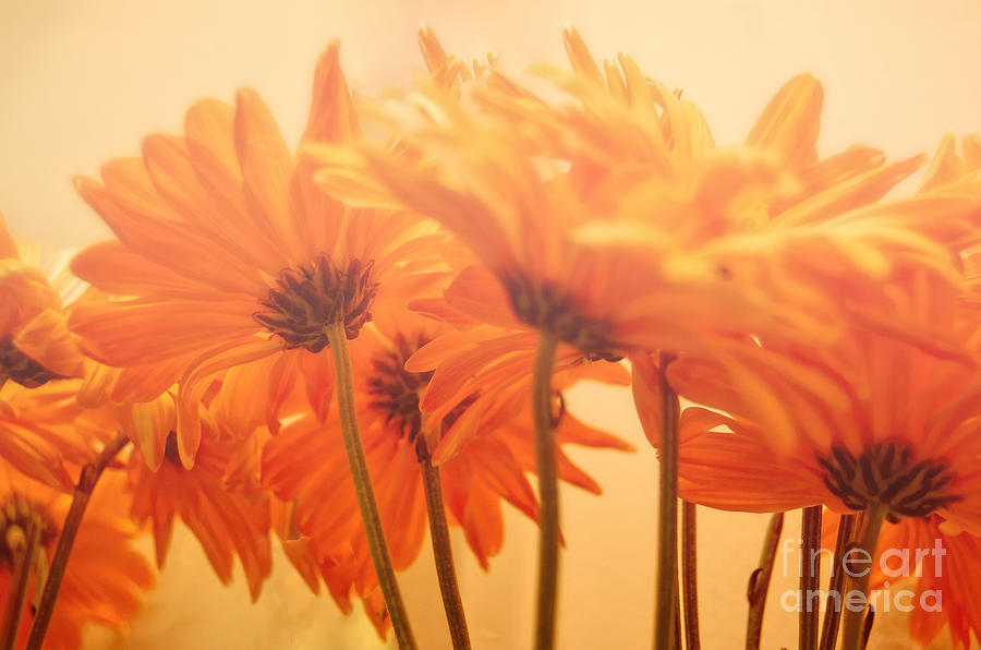 Flower Photograph - Tangerine Dreams by Bianca Nadeau