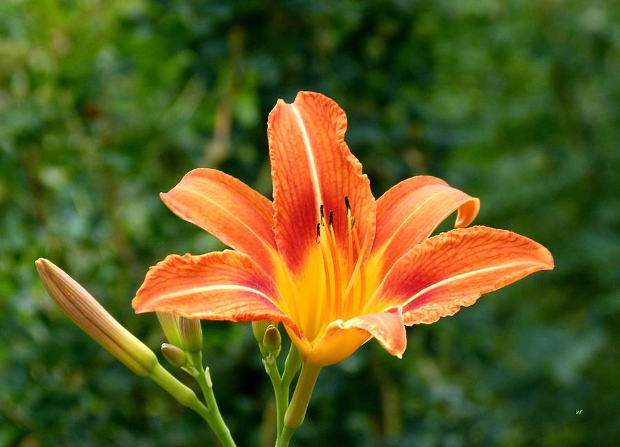Tangerine Lily Photograph by Will Borden