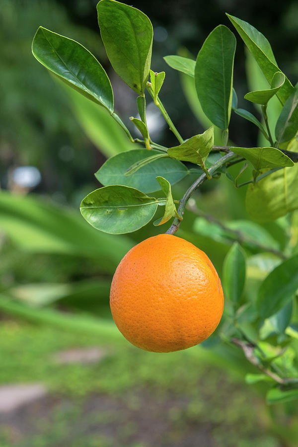 Tangerine, New Smyrna Beach, Florida Photograph by Jim Engelbrecht