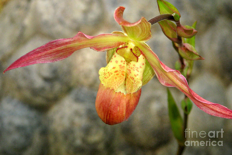 Orchid Photograph - Tangerine orchid by Frank Townsley
