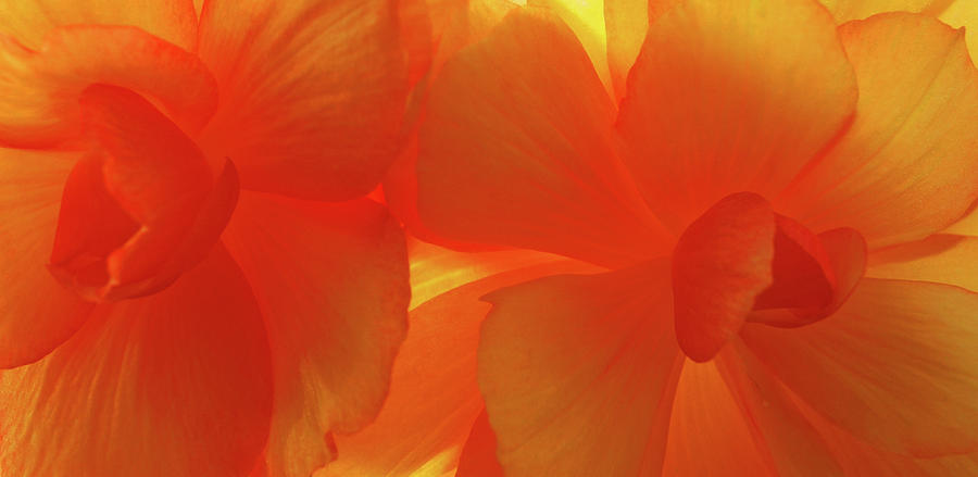 Tangerine Photograph by Tom Druin