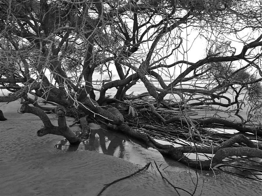 Tangle Photograph by M West