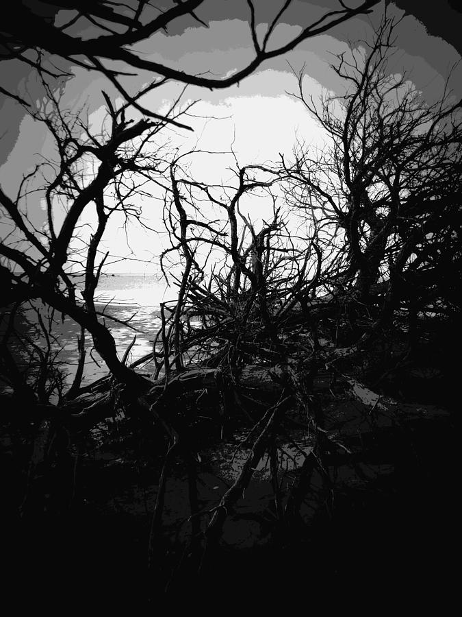 Tangled Beach in Black Photograph by Sheri McLeroy