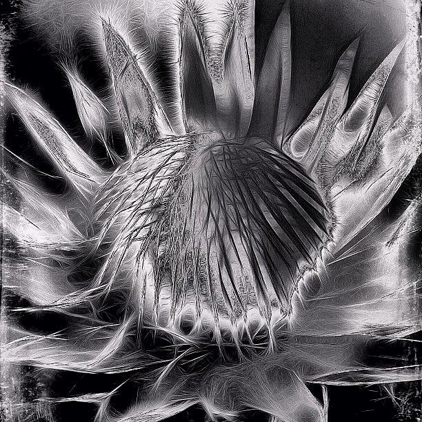Nature Photograph - Tangled Black and White  by Kathleen Messmer