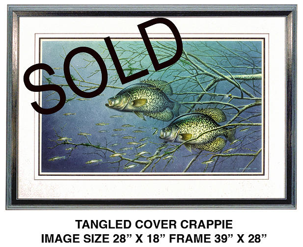 Tangled Cover Crappie Painting by JQ Licensing