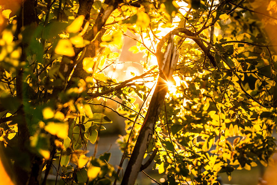 Tangled Flare Photograph by Melinda Ledsome