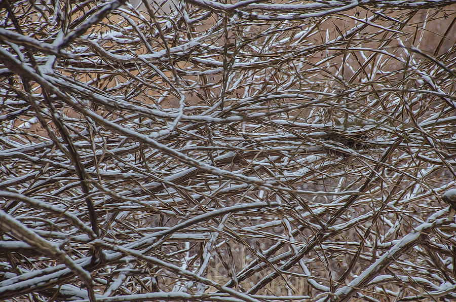 Tangled in the Snow Photograph by Beth Venner