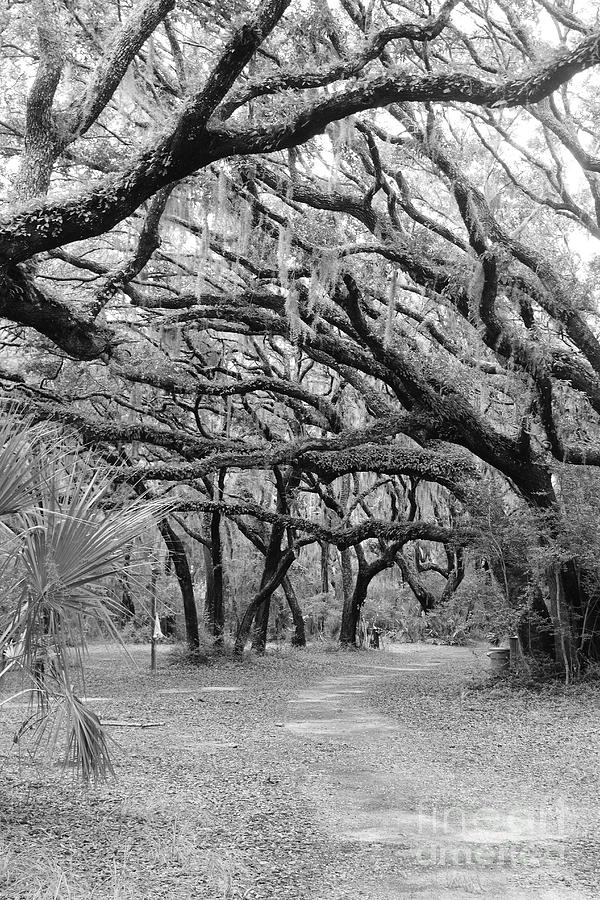 Tangled Oaks Photograph by Andre Turner