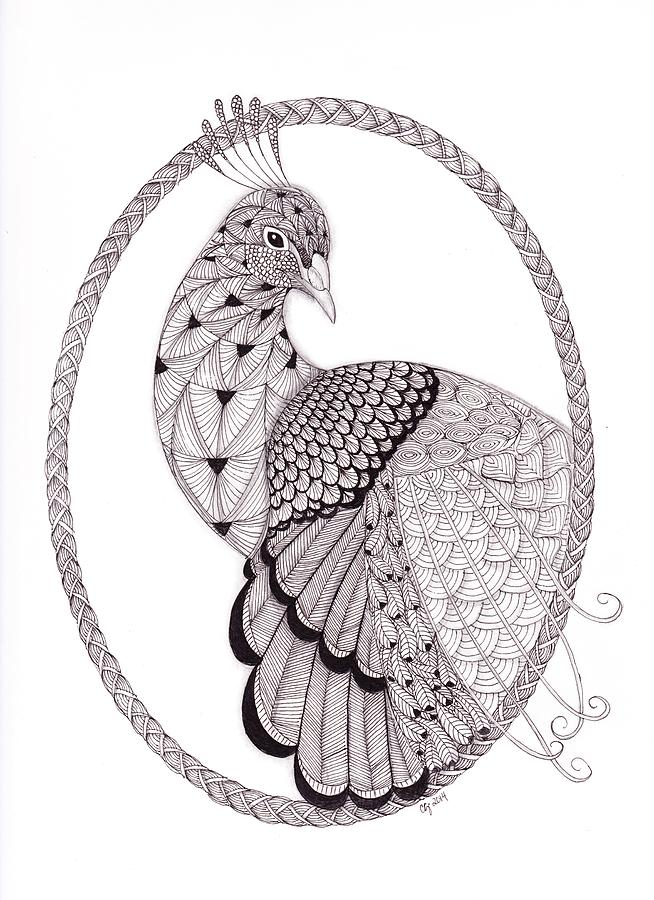 Tangled Peacock Drawing by Christianne Gerstner - Fine Art America