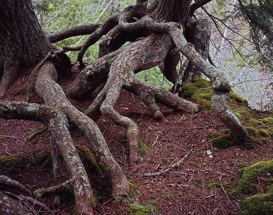 Tangled Roots Photograph by Tom Daniel
