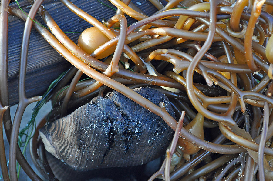 Tangled Seaweed on Californias Lompoc Beach Photograph by Bruce Gourley