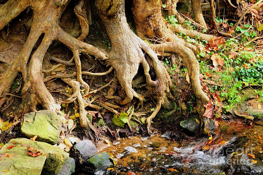Tangled Tree Roots Photograph by Ules Barnwell